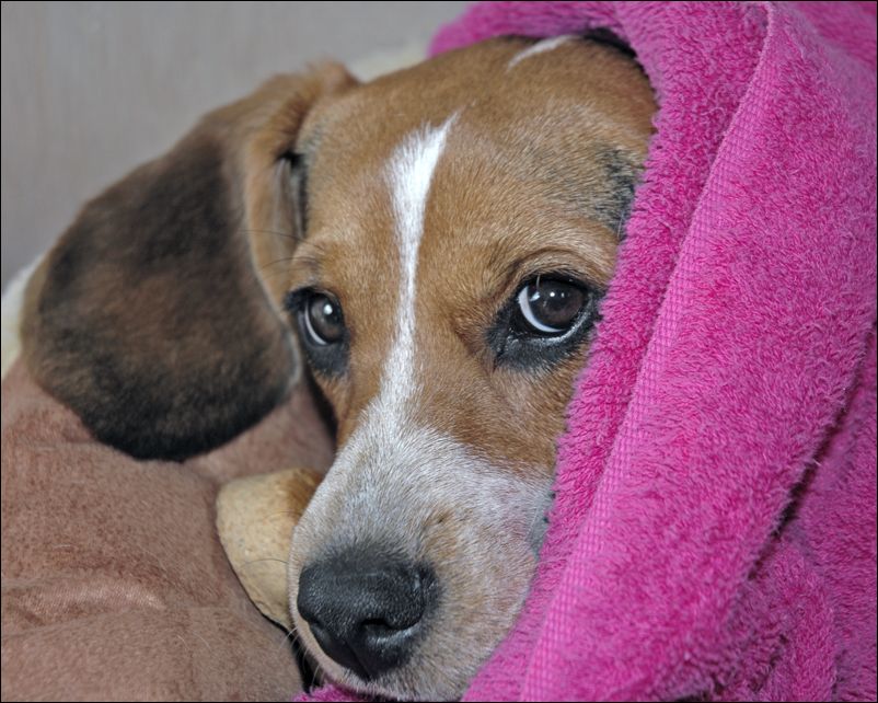 Very Cute Molly