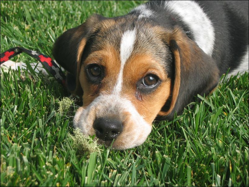 Molly at 12 Weeks