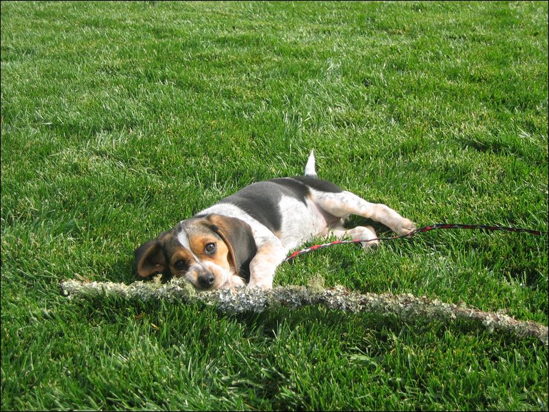 It's a tough life being a dog!