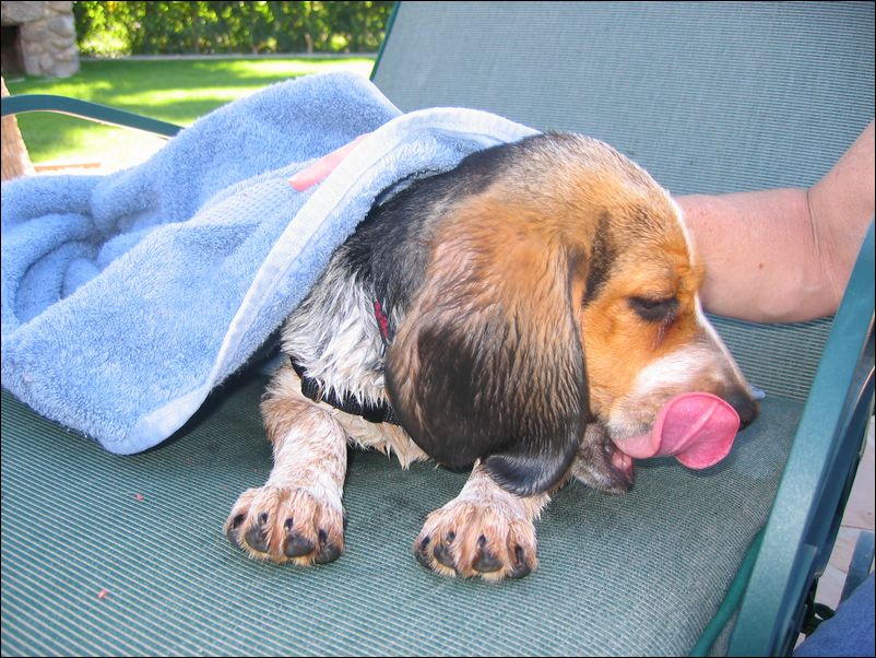 One Wet Dog