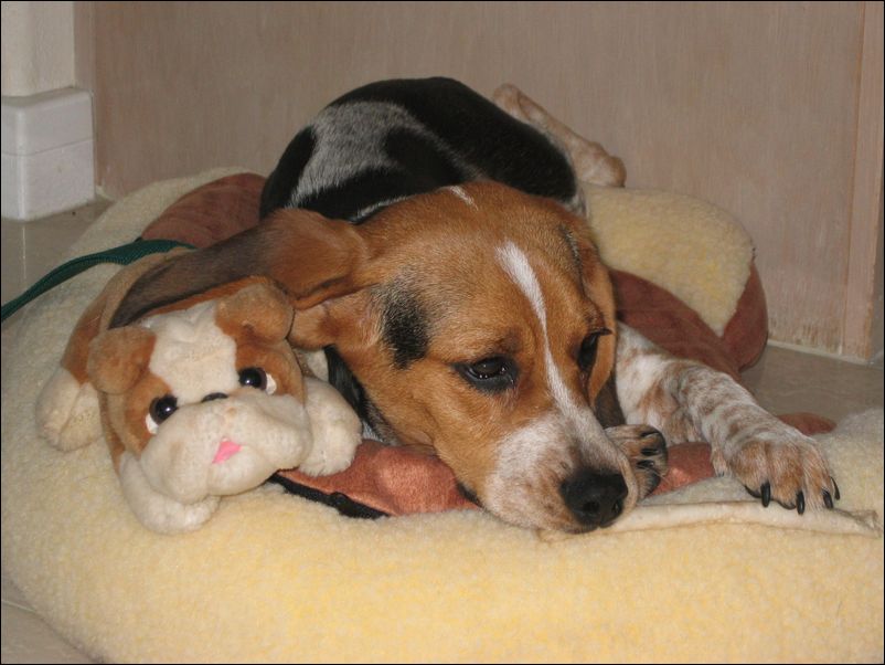 Molly with Bruiser