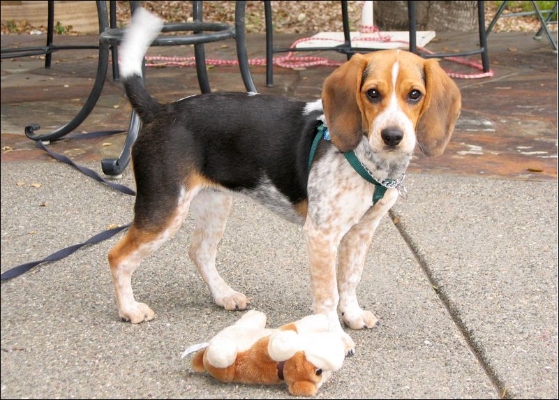 Molly at 6 Months