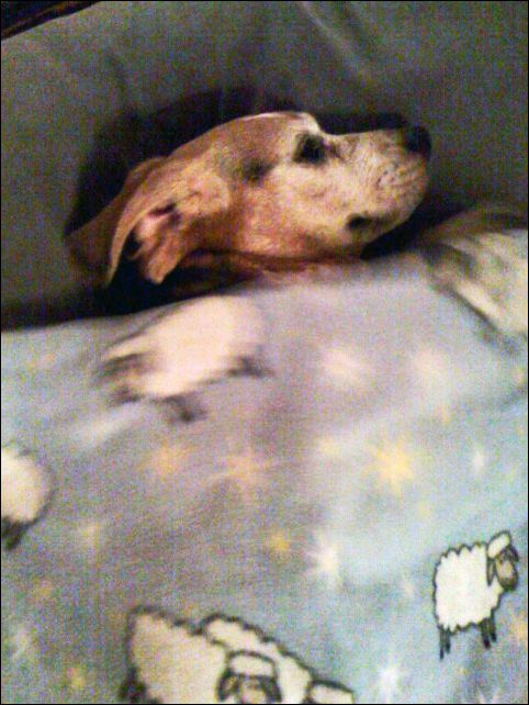 Dreaming