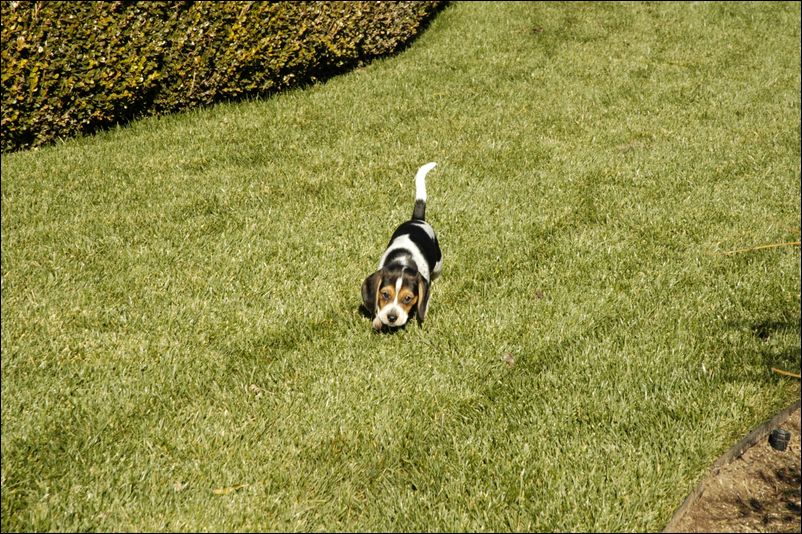 Molly on the Green