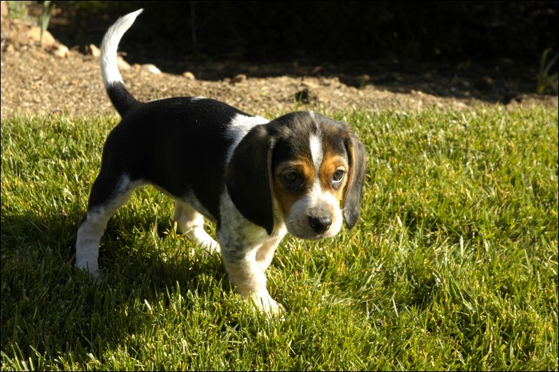Young Molly at 9 Weeks