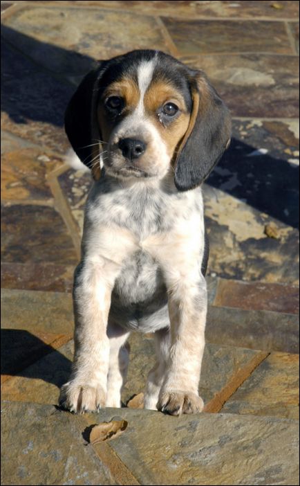 Molly at 9 Weeks